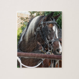 Bay Pinto Amish Buggy Horse in Kalona, Iowa Jigsaw Puzzle