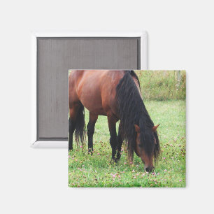 Bay Pony, Horse, Grazing Magnet