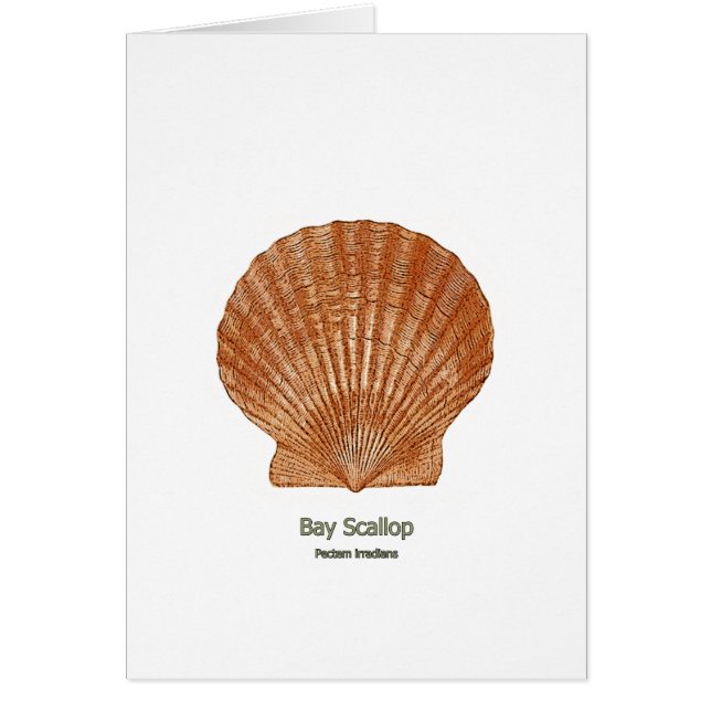 Bay Scallop Shell (Front)