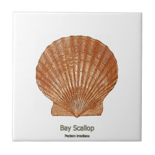 Bay Scallop Shell Tile