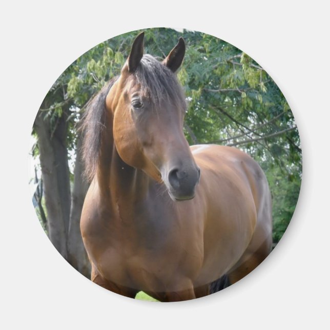 Bay Thoroughbred Horse Round Magnet (Front)
