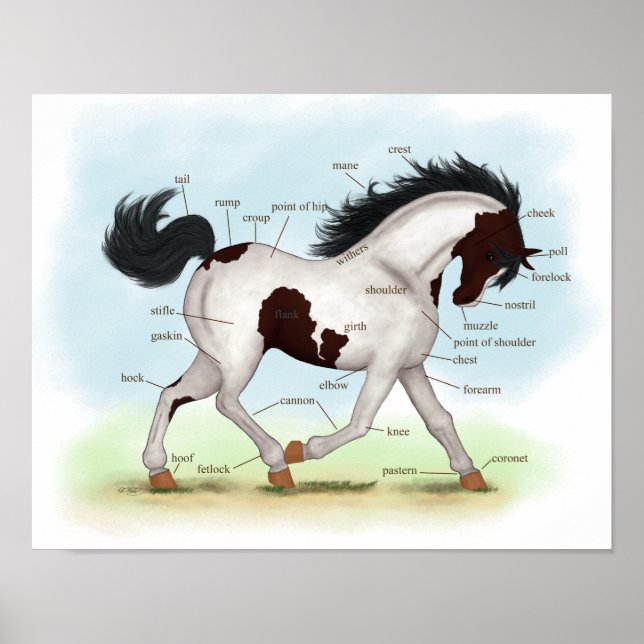 Bay Tobiano Pinto Horse Equestrian Anatomy Poster (Front)