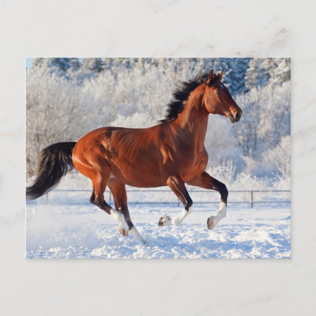Bay Trakehner Stallion Postcard (Front)