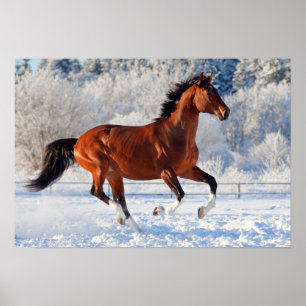 Bay Trakehner Stallion Poster
