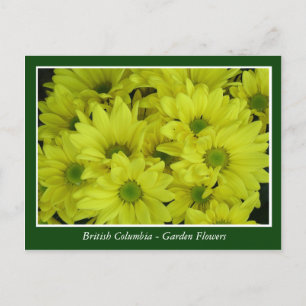 BC garden flowers Postcard