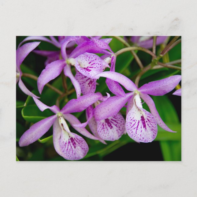 BC Maikai 'Louise' Orchids Invitation Postcard (Front)