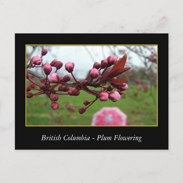 BC, spring plum flowering Postcard (Front)