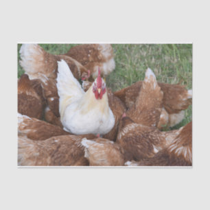 Be a Standout!  Chickens Tissue Paper