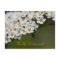 Be My Bridesmaid Postcard Spiraea