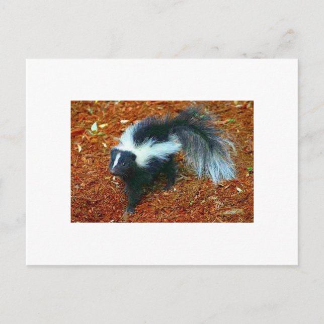 Be nice or I'll stink ya!-postcard Postcard (Front)