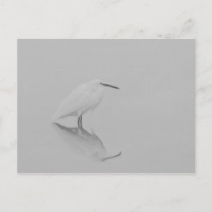 Be still Egret Postcard