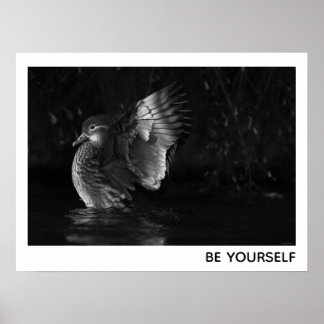 Be Yourself Female Mandarin Duck Black White Photo Poster