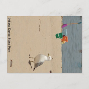 Beach Birdie Postcard