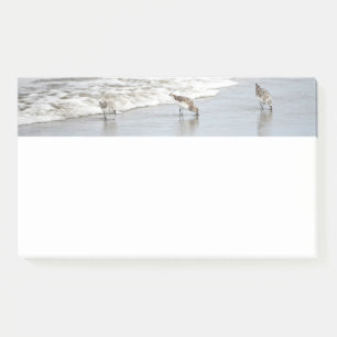 Beach Birds in the Surf 10x6 Notes