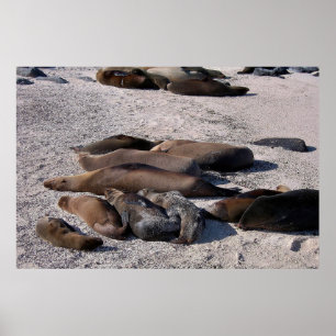 Beach Bum Sea Lions Poster