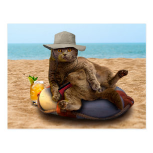 Beach cat - summercat - grey cat - kitten cat postcard