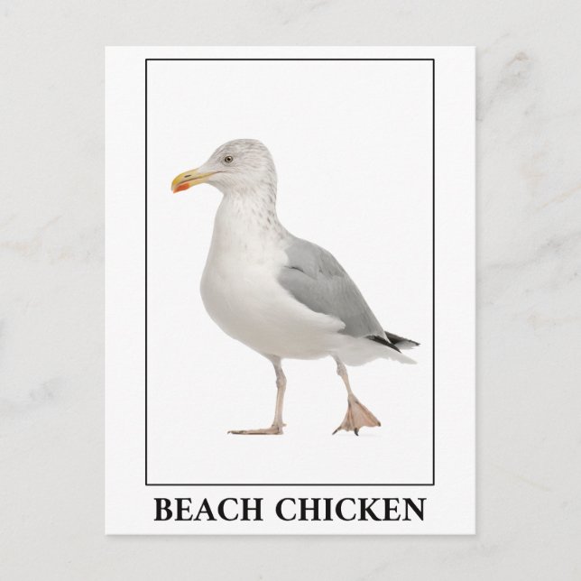 Beach Chicken – Seagull Gull Humour Postcard (Front)