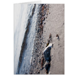Beach close up