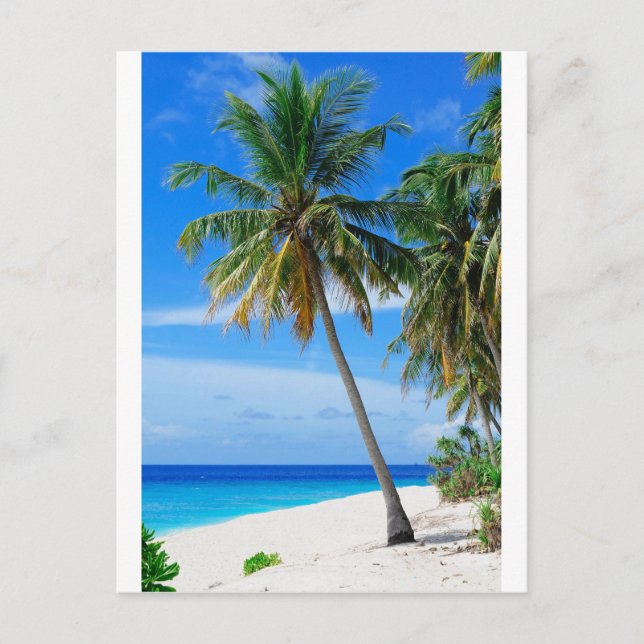 Beach Coconut Tree Postcard (Front)