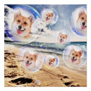 Beach Corgis Poster
