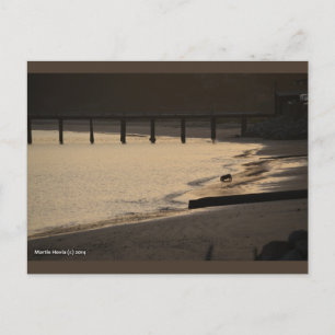 Beach Dog at Sunset Blue Beach Song™ Postcard