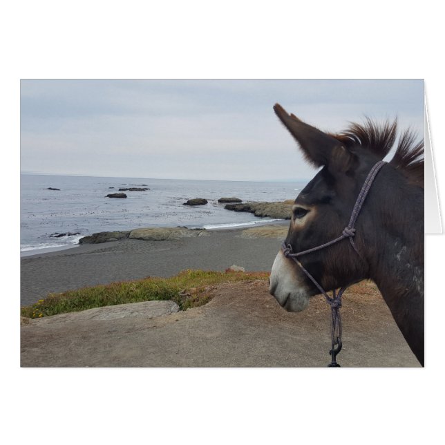 Beach Donkey Contemplates Pacific Ocean (Front Horizontal)