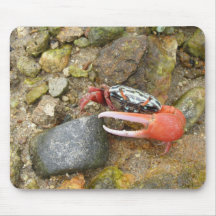 Beach Fiddler crab