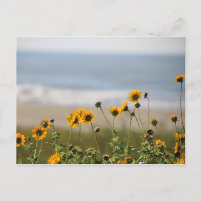 Beach Flowers on Galveston Island Postcard (Front)