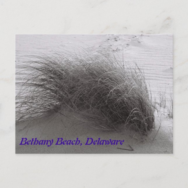 Beach Grasss Bethany Postcard (Front)