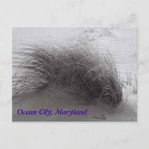 Beach Grasss Ocean City Postcard