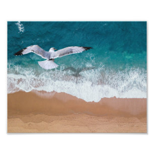 Beach Gull Photo Print