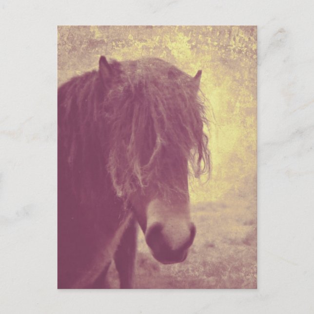 Beach Horse Postcard (Front)