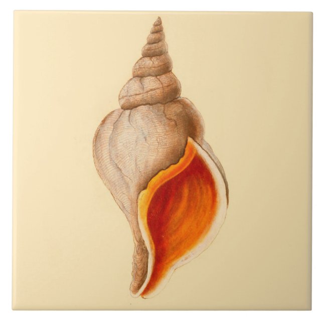 Beach House Theme Ceramic Wall Tiles Conch Shell (Front)