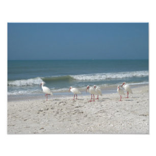 Beach Ibis Photo Print