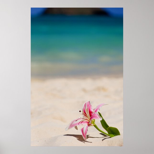 Beach Lily 24x36 art print (Front)