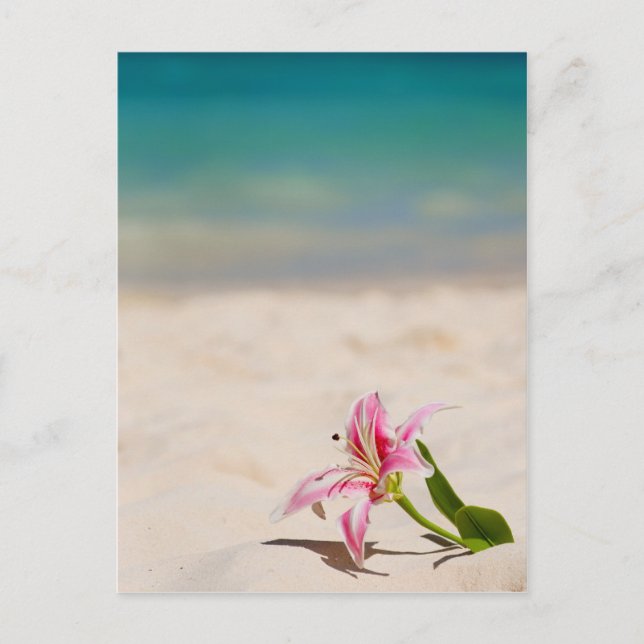 Beach Lily Postcard (Front)