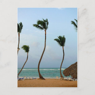 Beach Palm Postcard