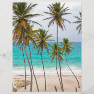 Beach Palms