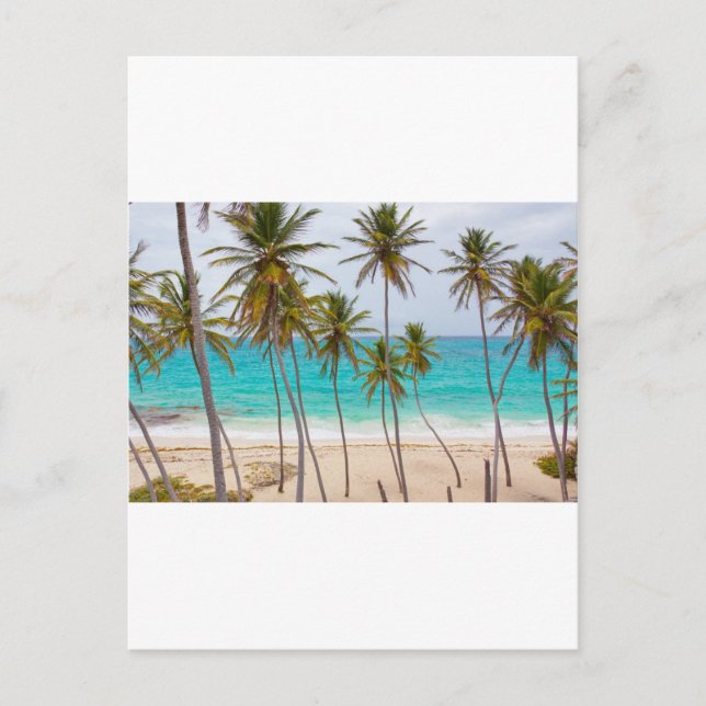 Beach Palms Postcard (Front)