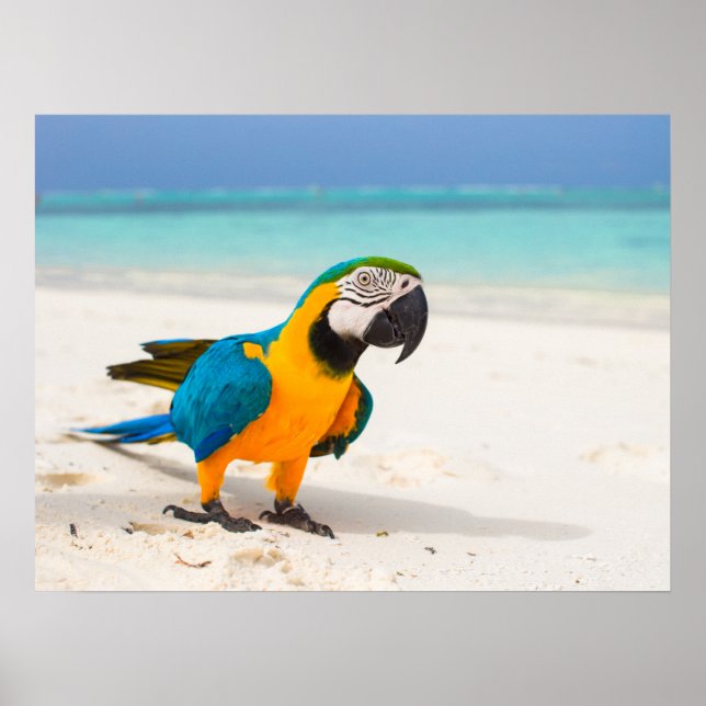 Beach Parrot Poster (Front)