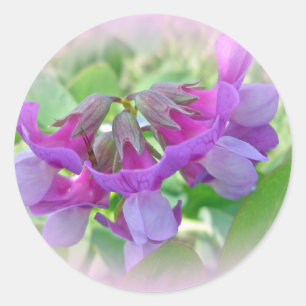 Beach Pea - Lathyrus japonicus - Wildflower Classic Round Sticker