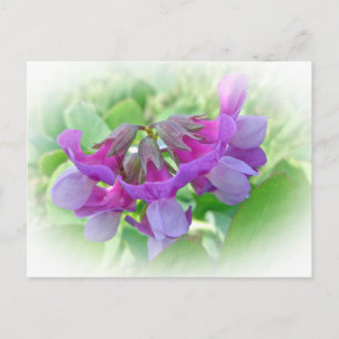 Beach Pea - Lathyrus japonicus - Wildflower Postcard