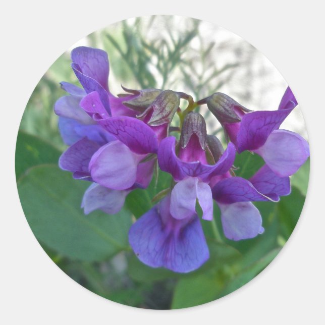 Beach Pea (Lathyrus maritimus) Coordinating Items Classic Round Sticker (Front)