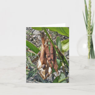 Beach Pea Seed Pods Note Card