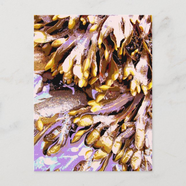 BEACH POSTCARD (Front)