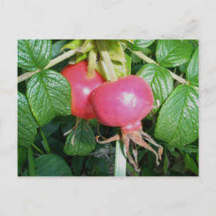 Beach Rose Hips Postcard