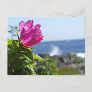 Beach Rose Postcard