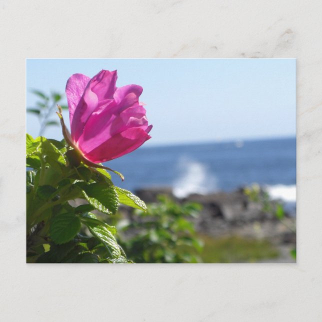 Beach Rose Postcard (Front)