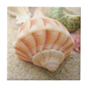 Beach Seashell Photo Tile