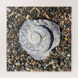 beach shell jigsaw puzzle